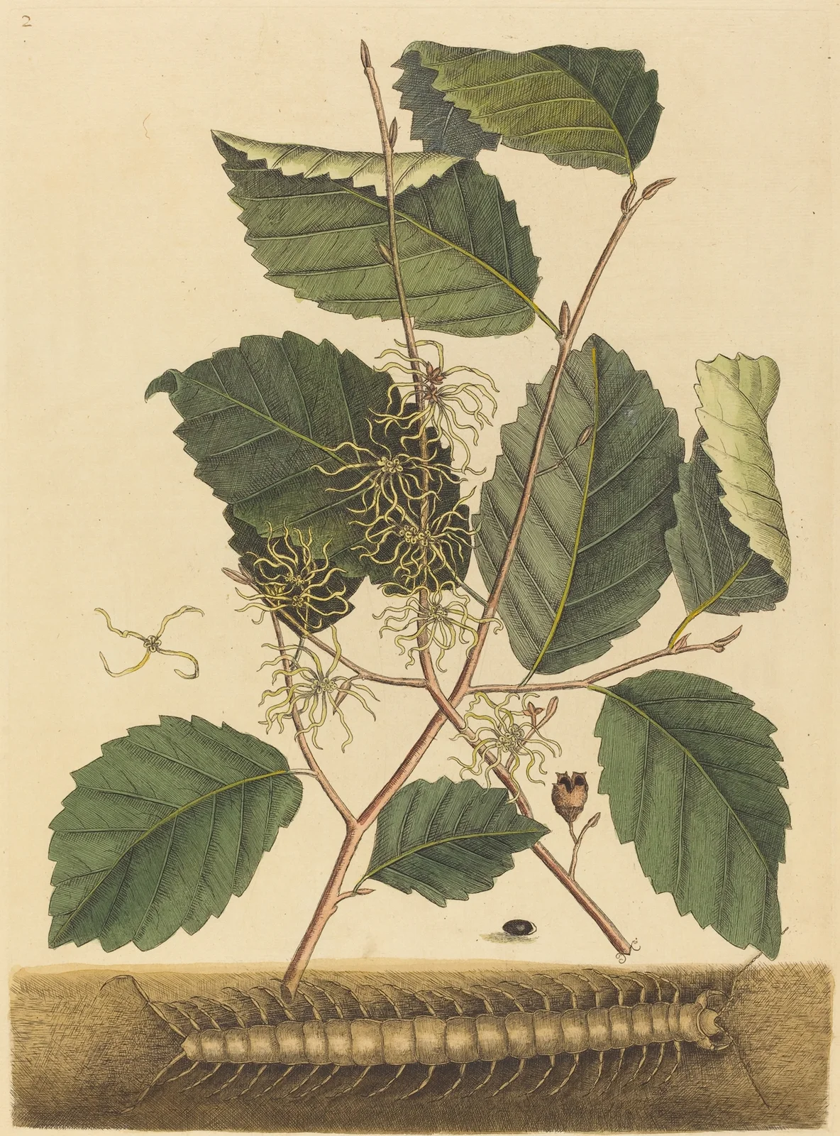 Centipede (Scolopendra morsitans) av Mark Catesby
