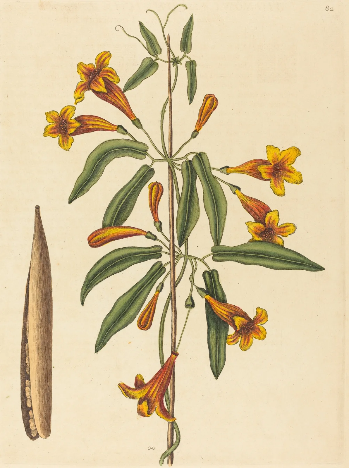 Cross-vine (Bignonia capreolata) av Mark Catesby