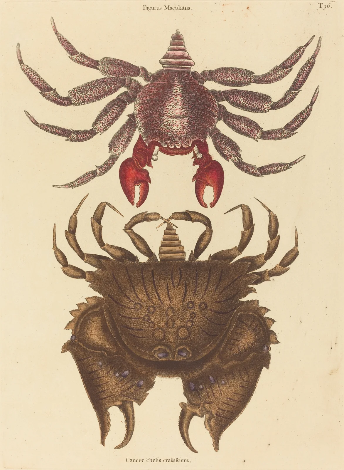 Red Mottled Rock-crab (Cancer grapsus) av Mark Catesby