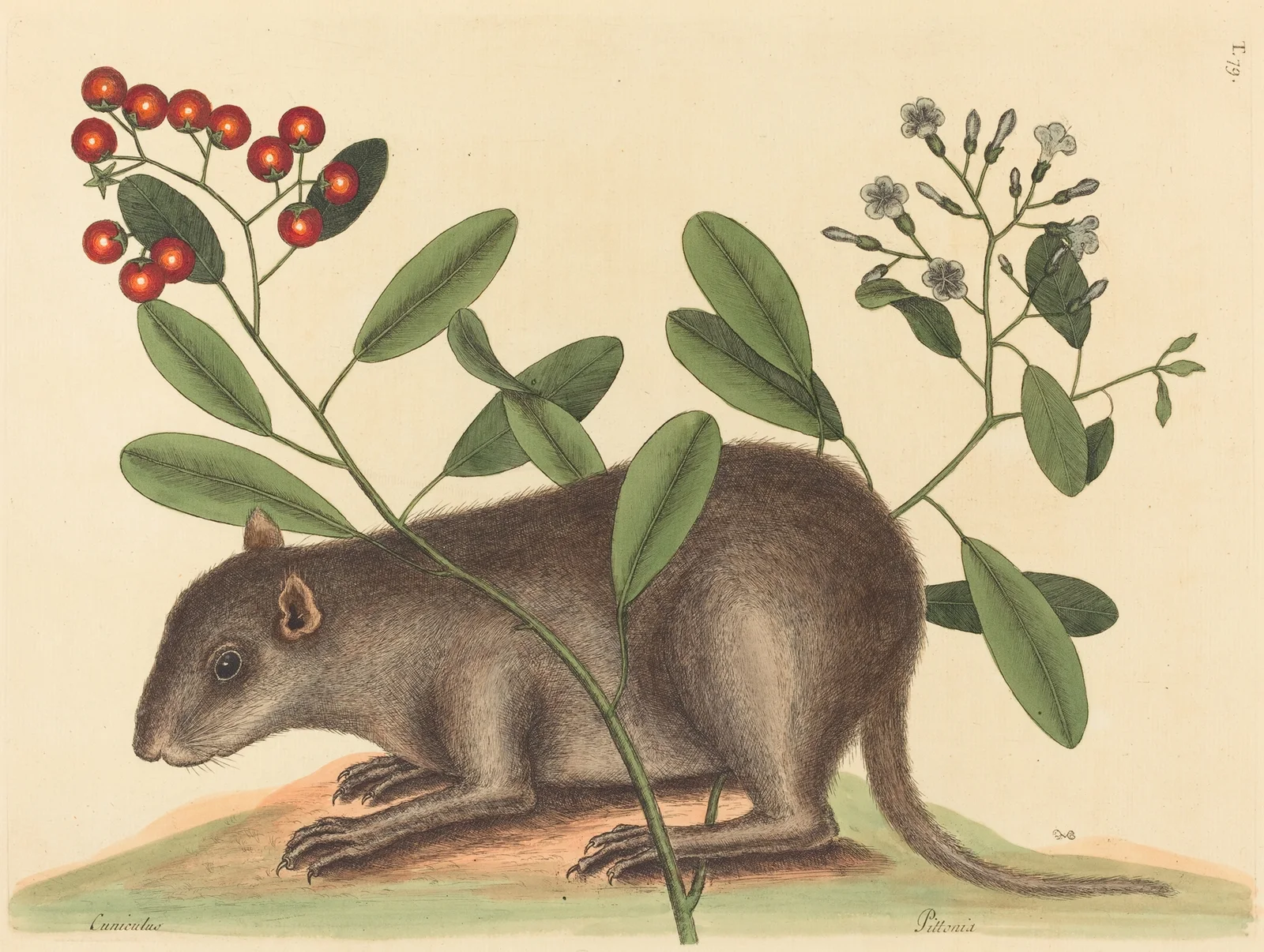 The Bahama Coney (Mus Monax) av Mark Catesby
