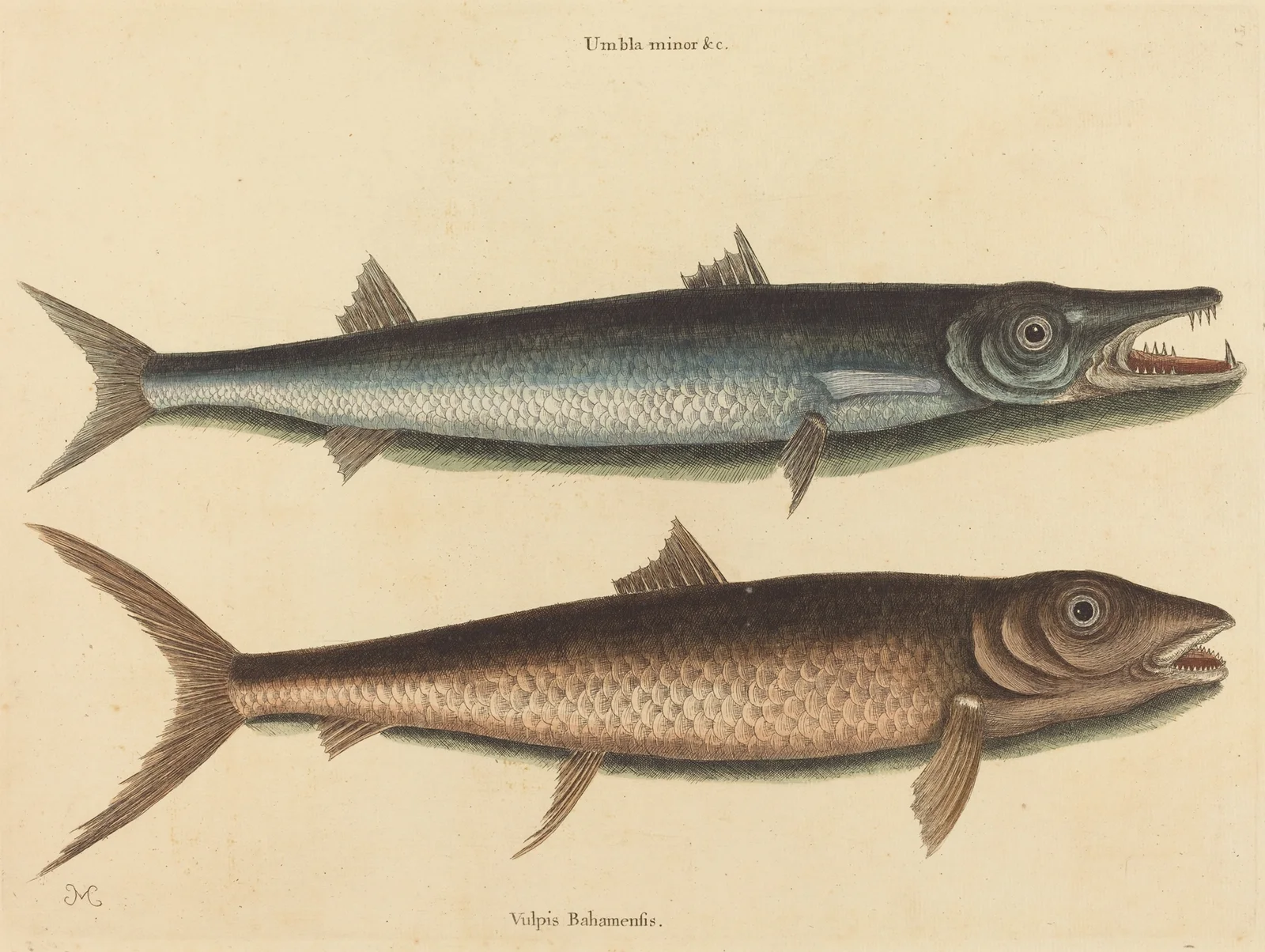 The Barracuda (Esox barracuda) av Mark Catesby