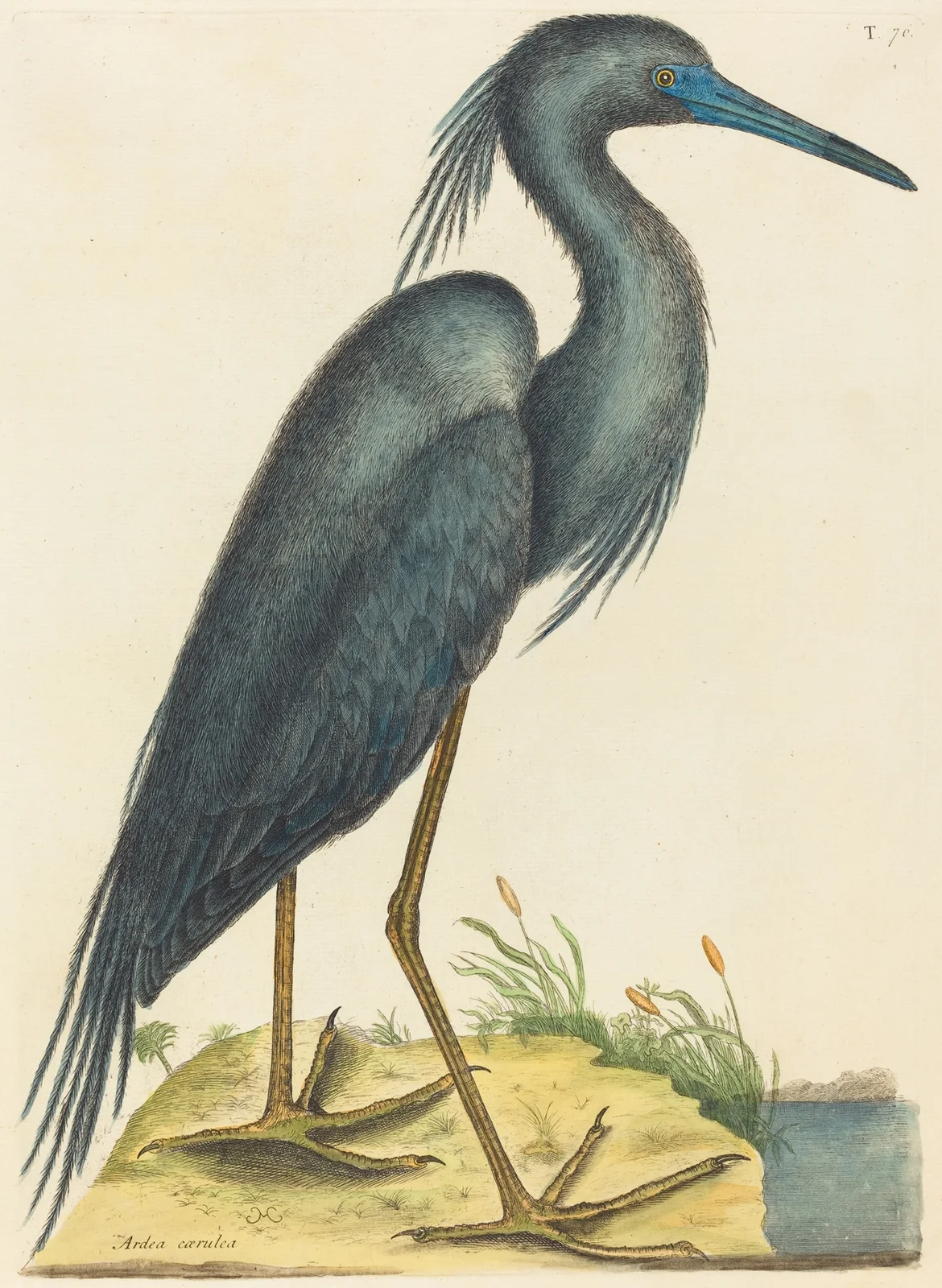 The Blue Heron (Ardea coerulea) av Mark Catesby