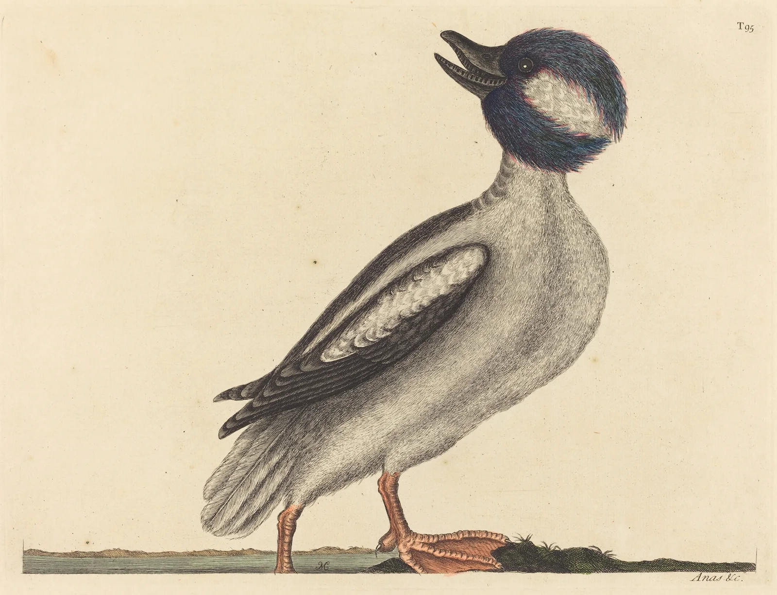The Buffel’s Head Duck (Anas bucephala) av Mark Catesby