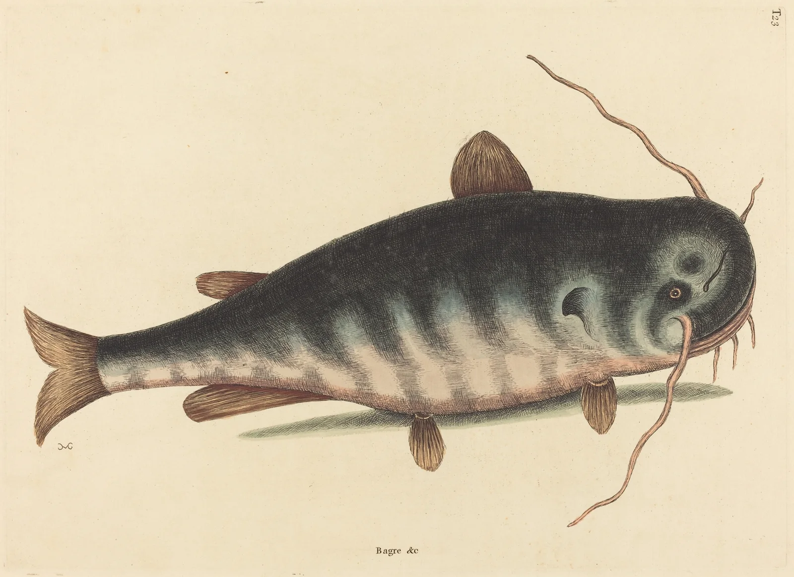 The Cat Fish (Silurus catus) av Mark Catesby