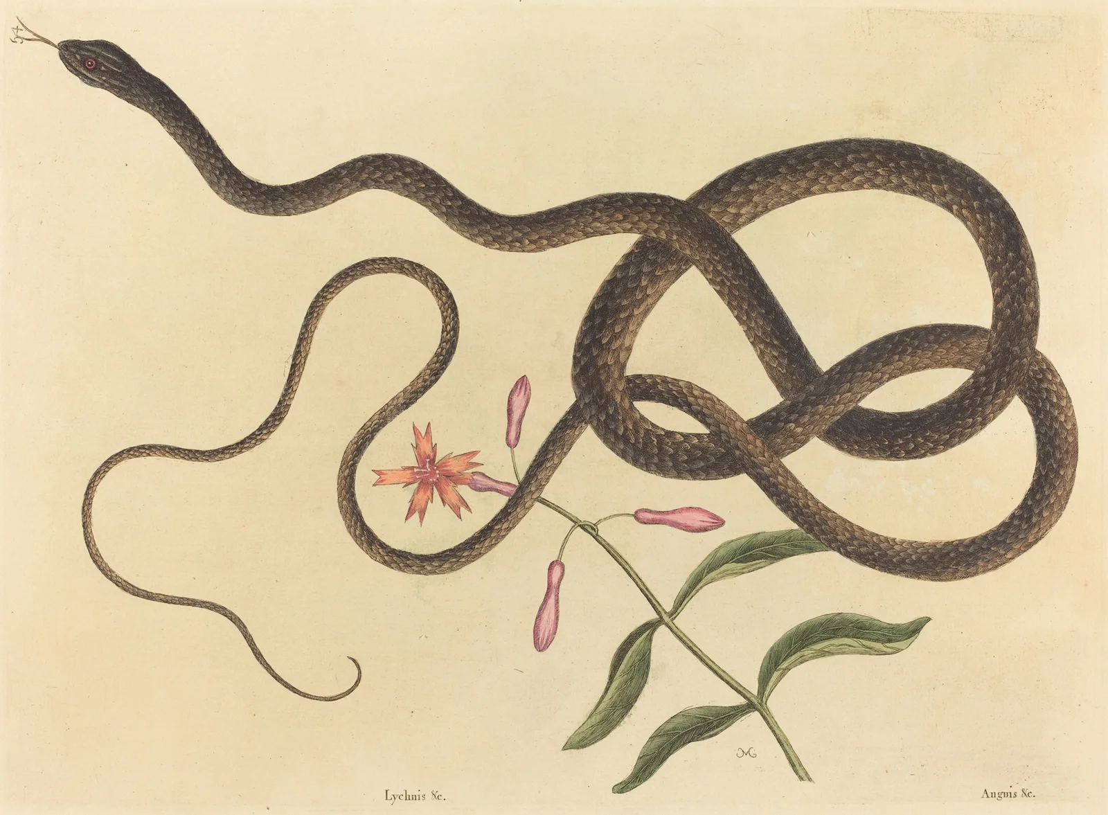 The Coach-whip Snake (Coluber flagellum) av Mark Catesby