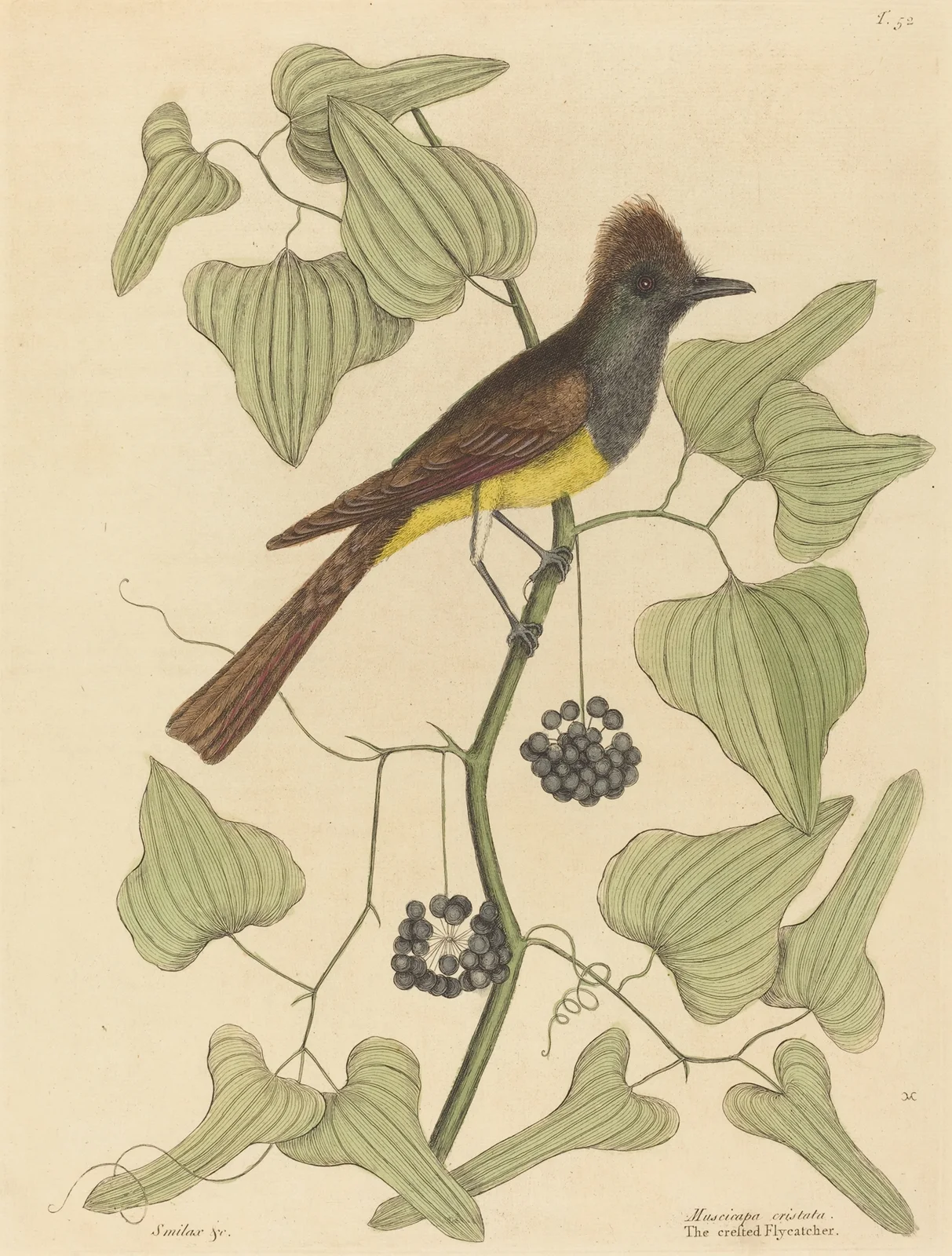 The Crested Flycatcher (Muscicapa cristata) av Mark Catesby
