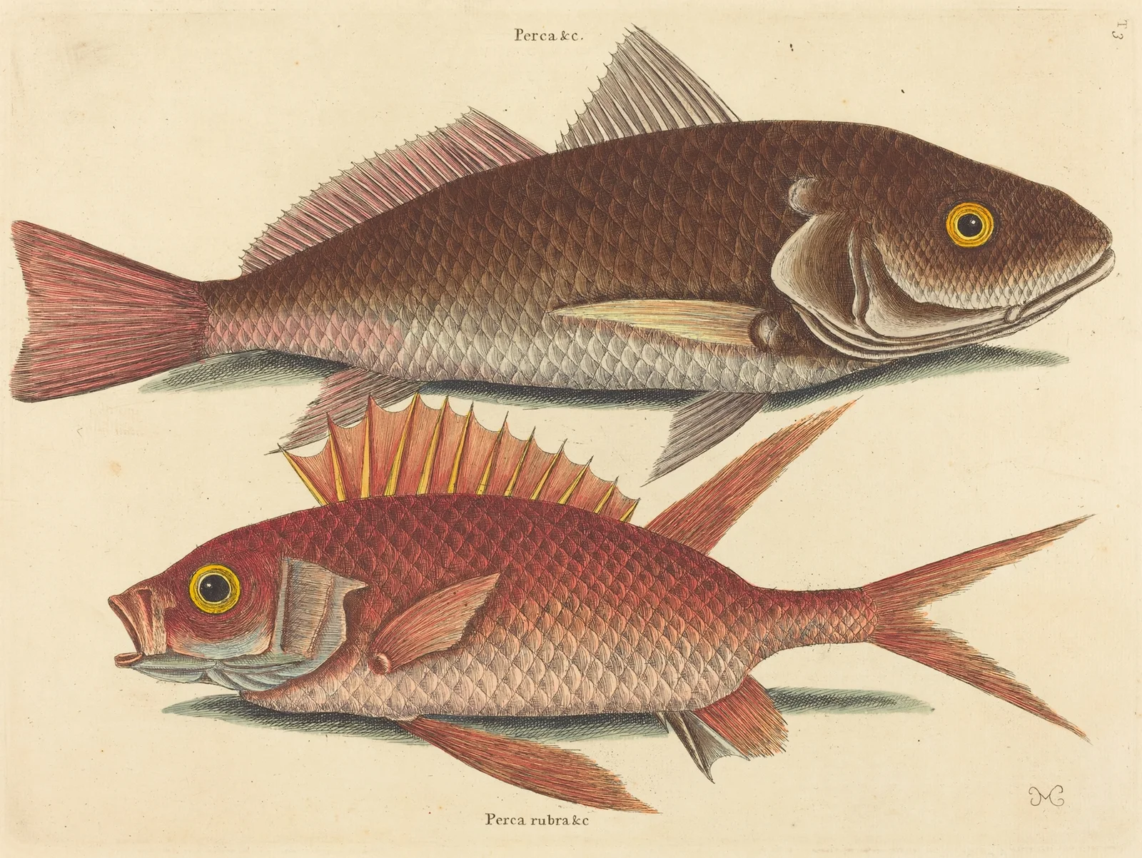 The Croker (Perca undulata) av Mark Catesby