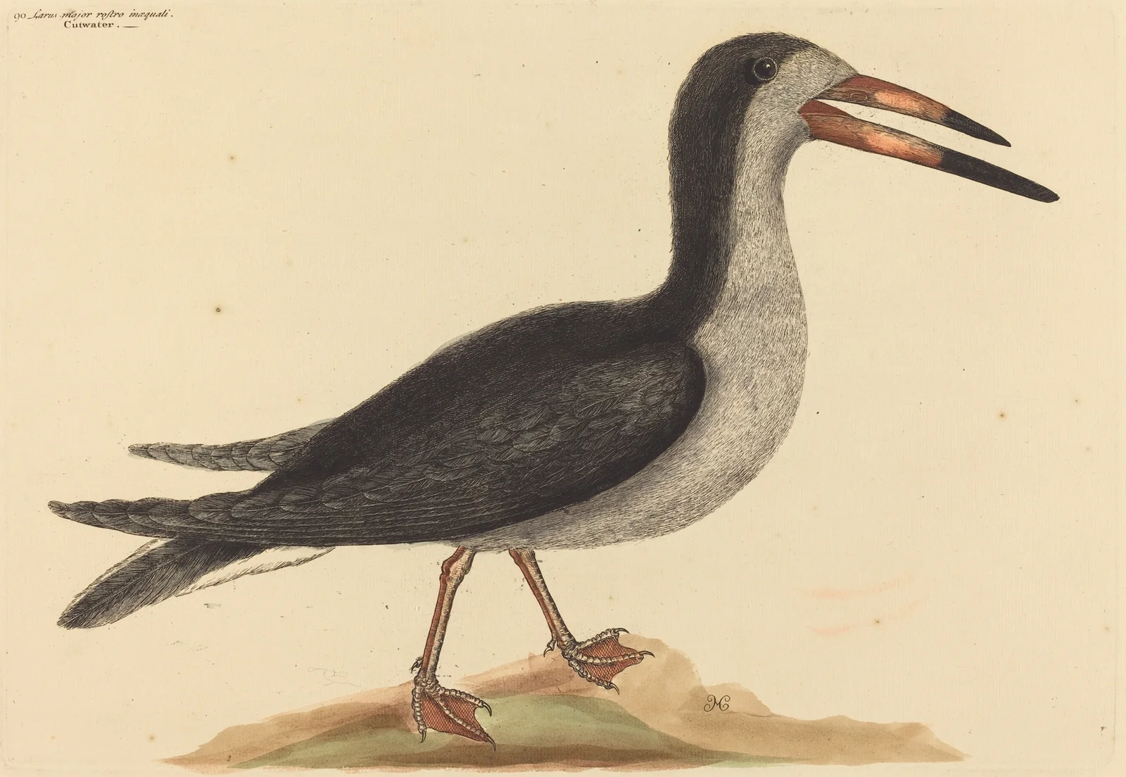 The Cutwater (Rhynchops nigra) av Mark Catesby