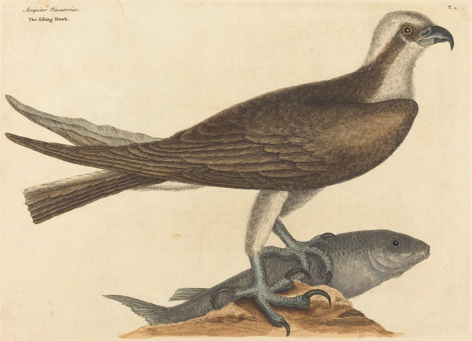 The Fishing Hawk (Falco haliaetus) av Mark Catesby