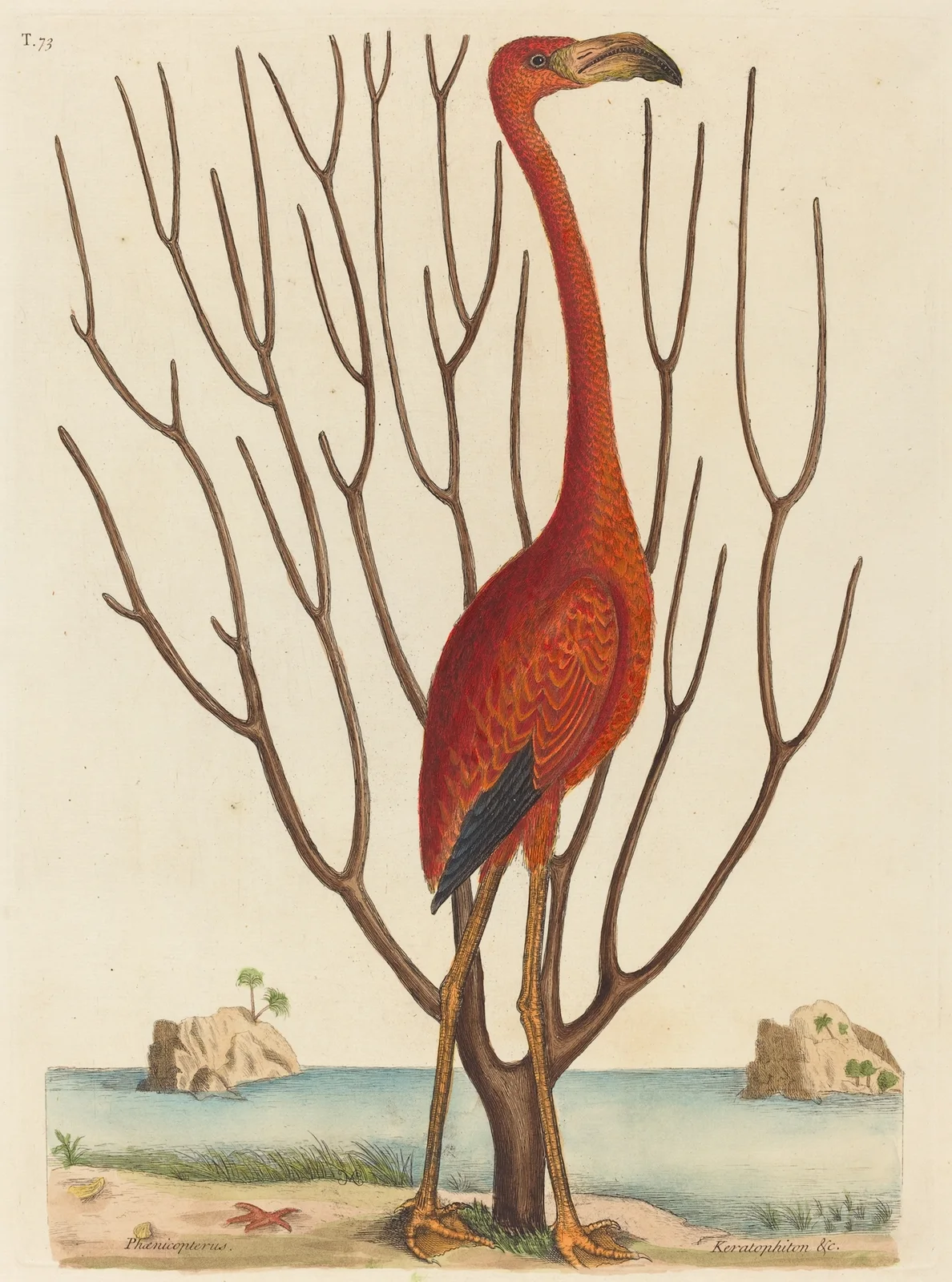 The Flamingo (Phoenicopterus ruber) av Mark Catesby