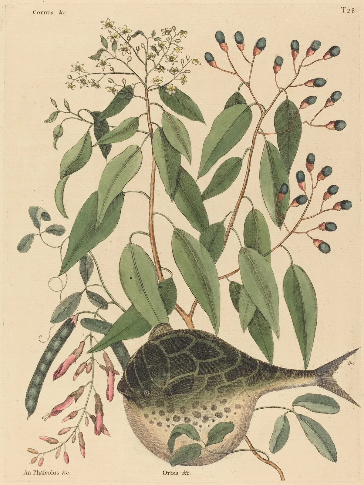 The Globe Fish (Tetrodon lagocephalus) av Mark Catesby