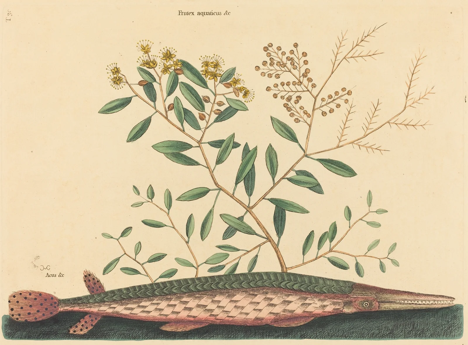 The Green Gar Fish (Esox osseus) av Mark Catesby