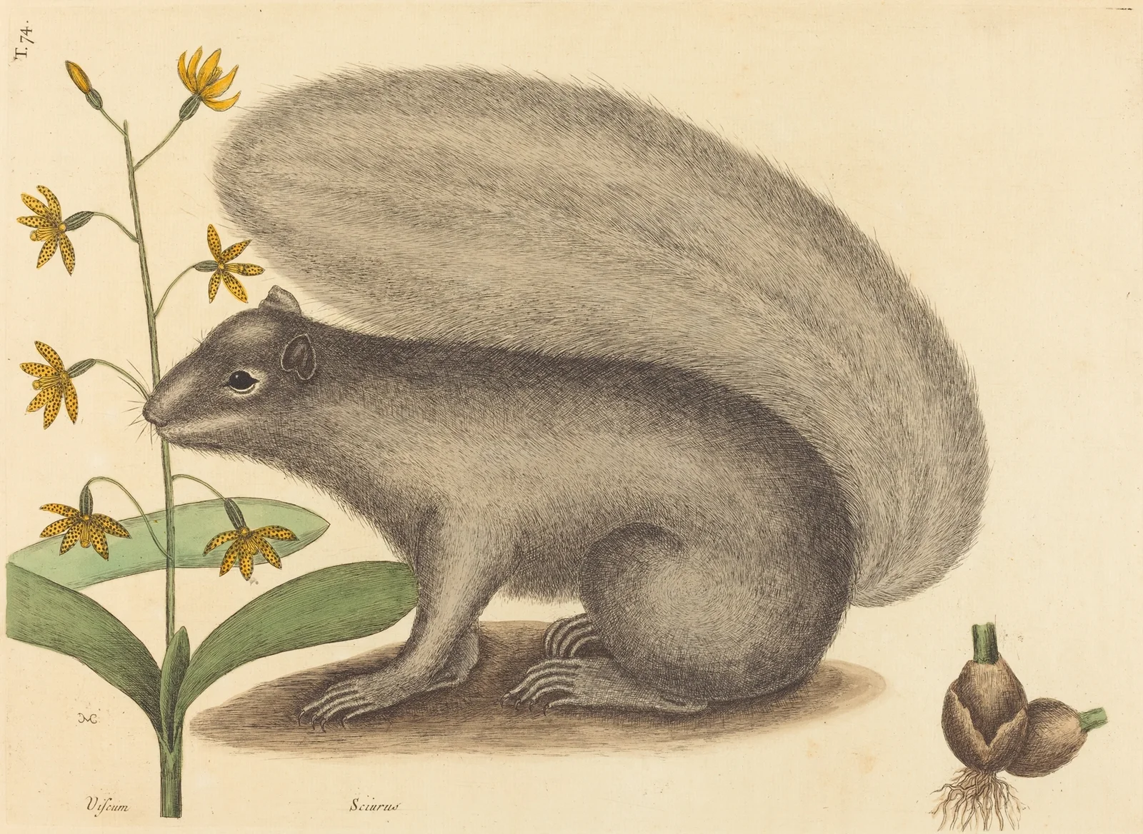 The Grey Fox Squirrel (Sciurus cinereus) av Mark Catesby