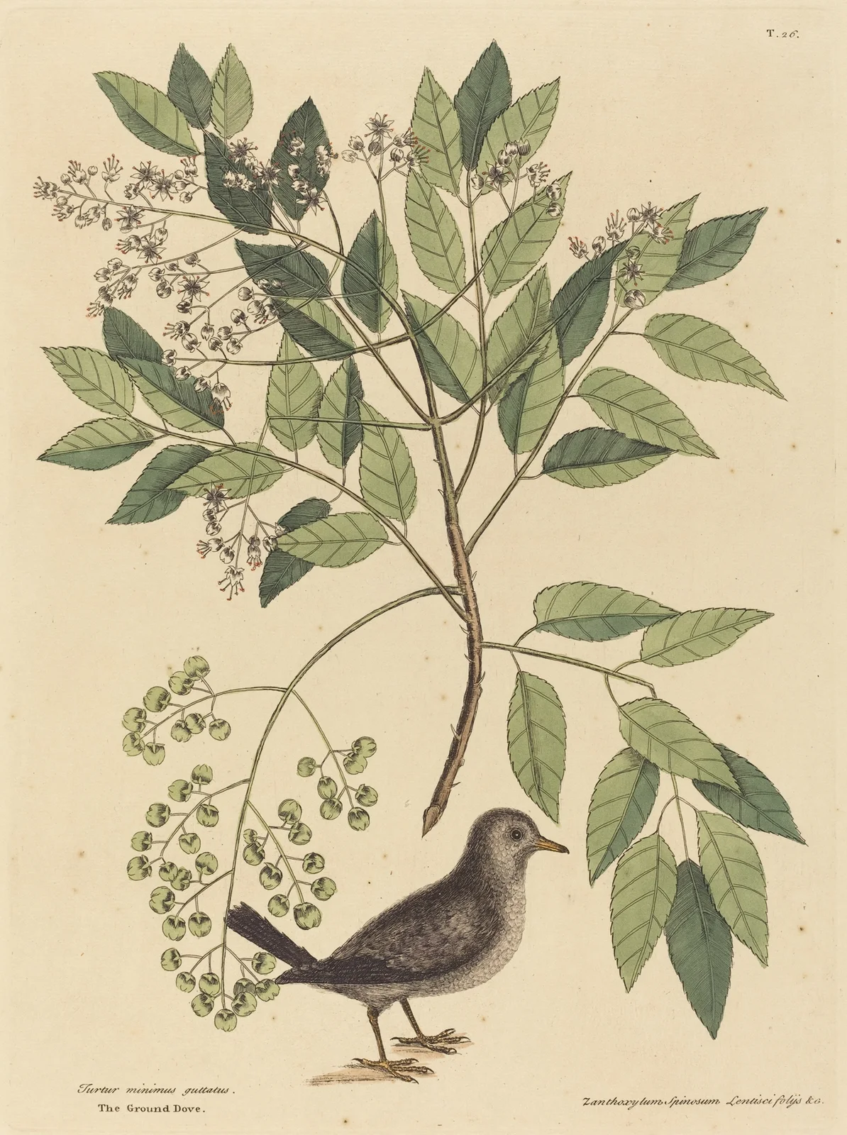 The Ground Dove (Columba passerina) av Mark Catesby