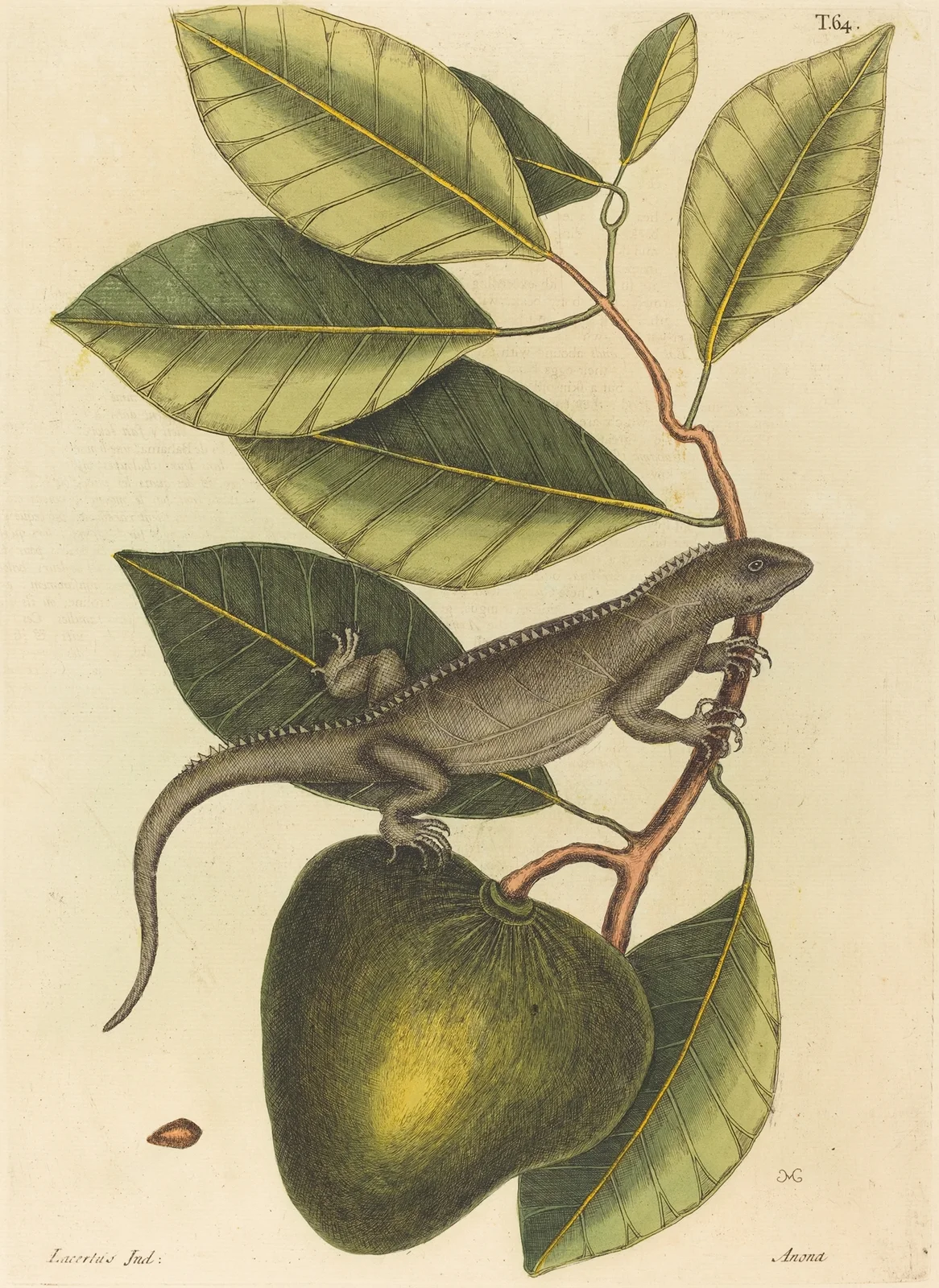 The Guana (Lacerta Iguana) av Mark Catesby