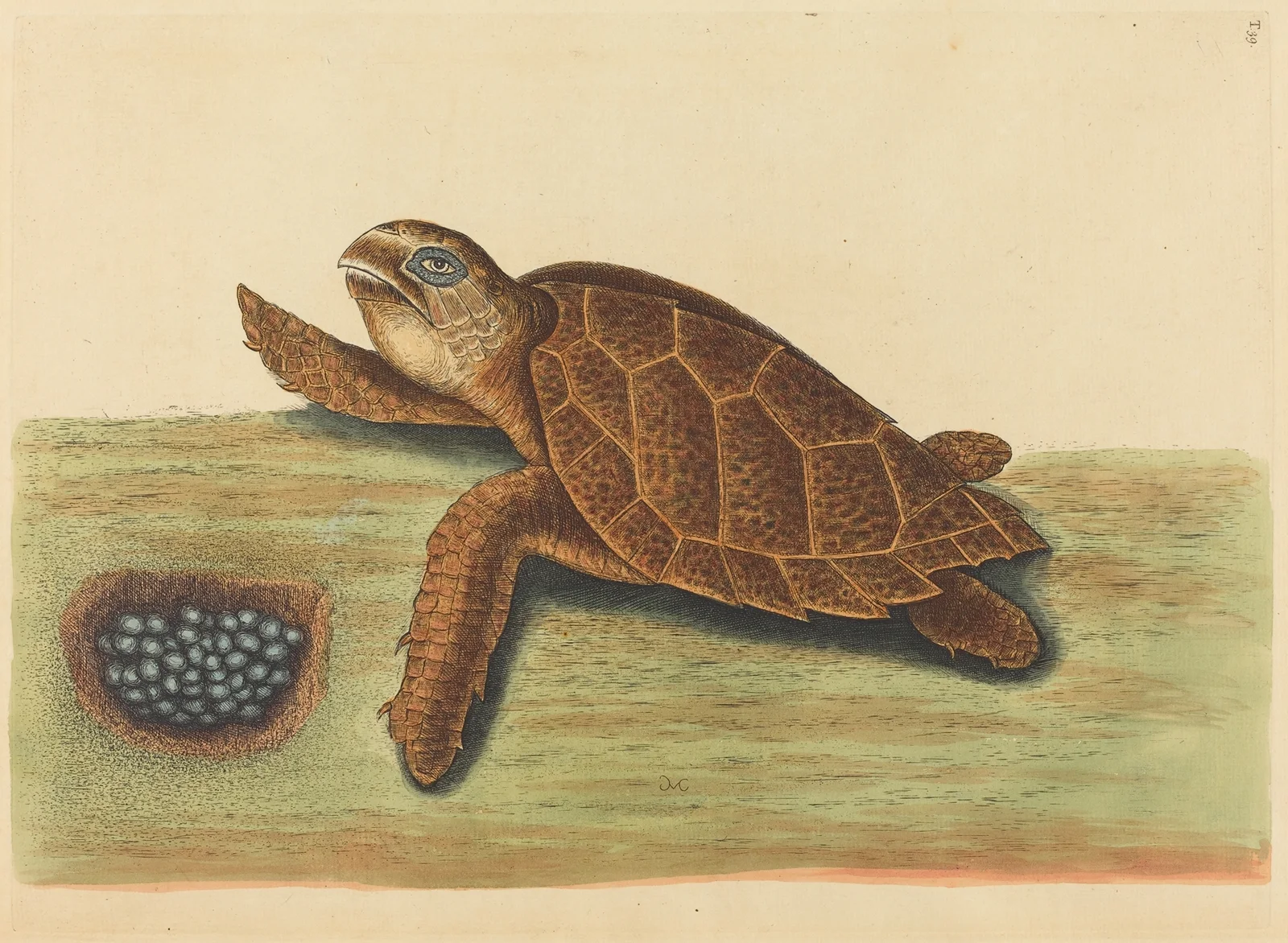 The Hawks-bill Turtle (Testudo caretta) av Mark Catesby