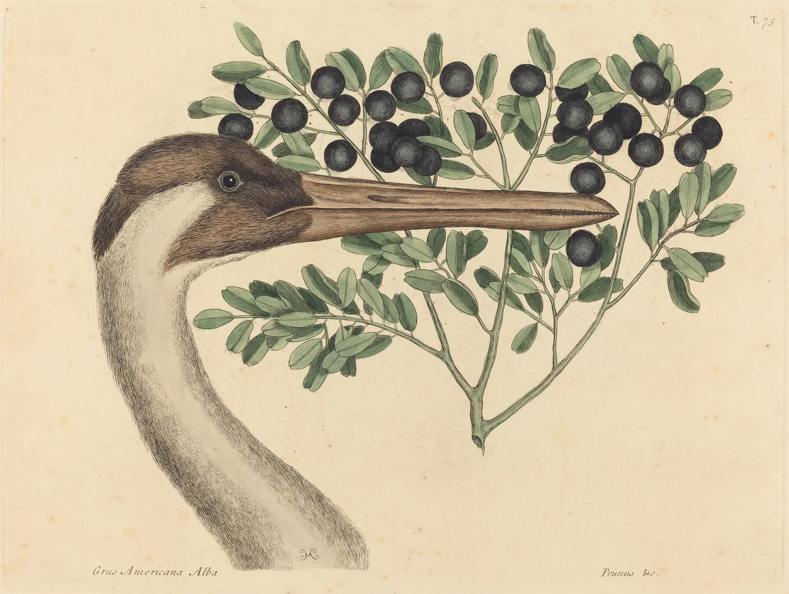 The Hooping Crane (Ardea Americana) av Mark Catesby