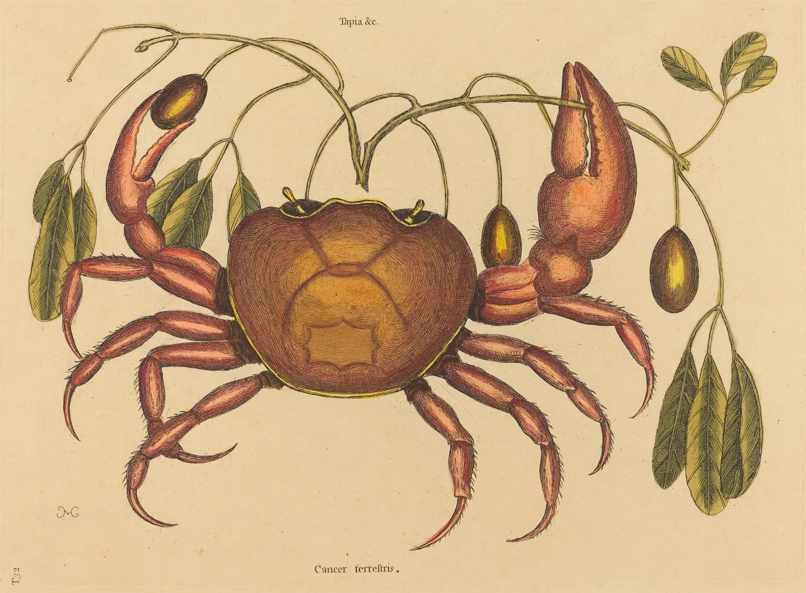 The Land-crab (Cancer ruricola) av Mark Catesby