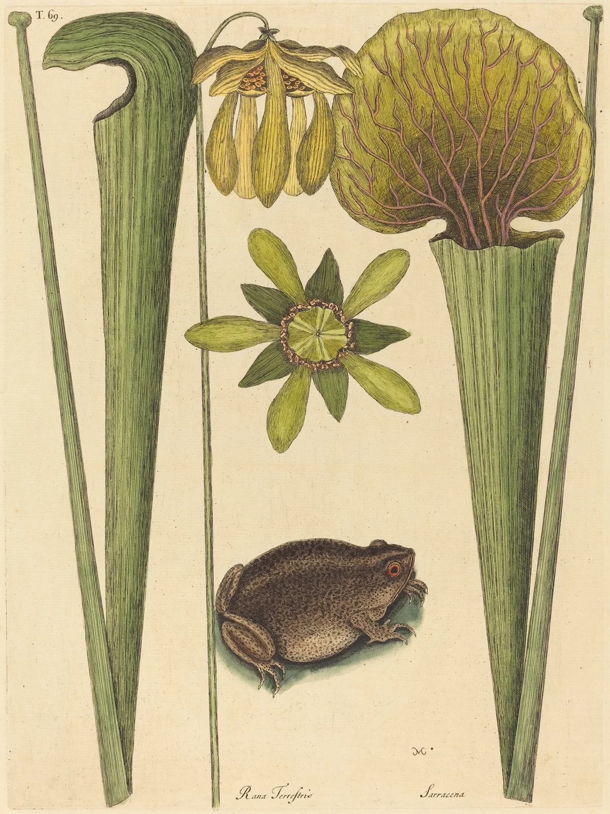 The Land Frog (Rana) av Mark Catesby