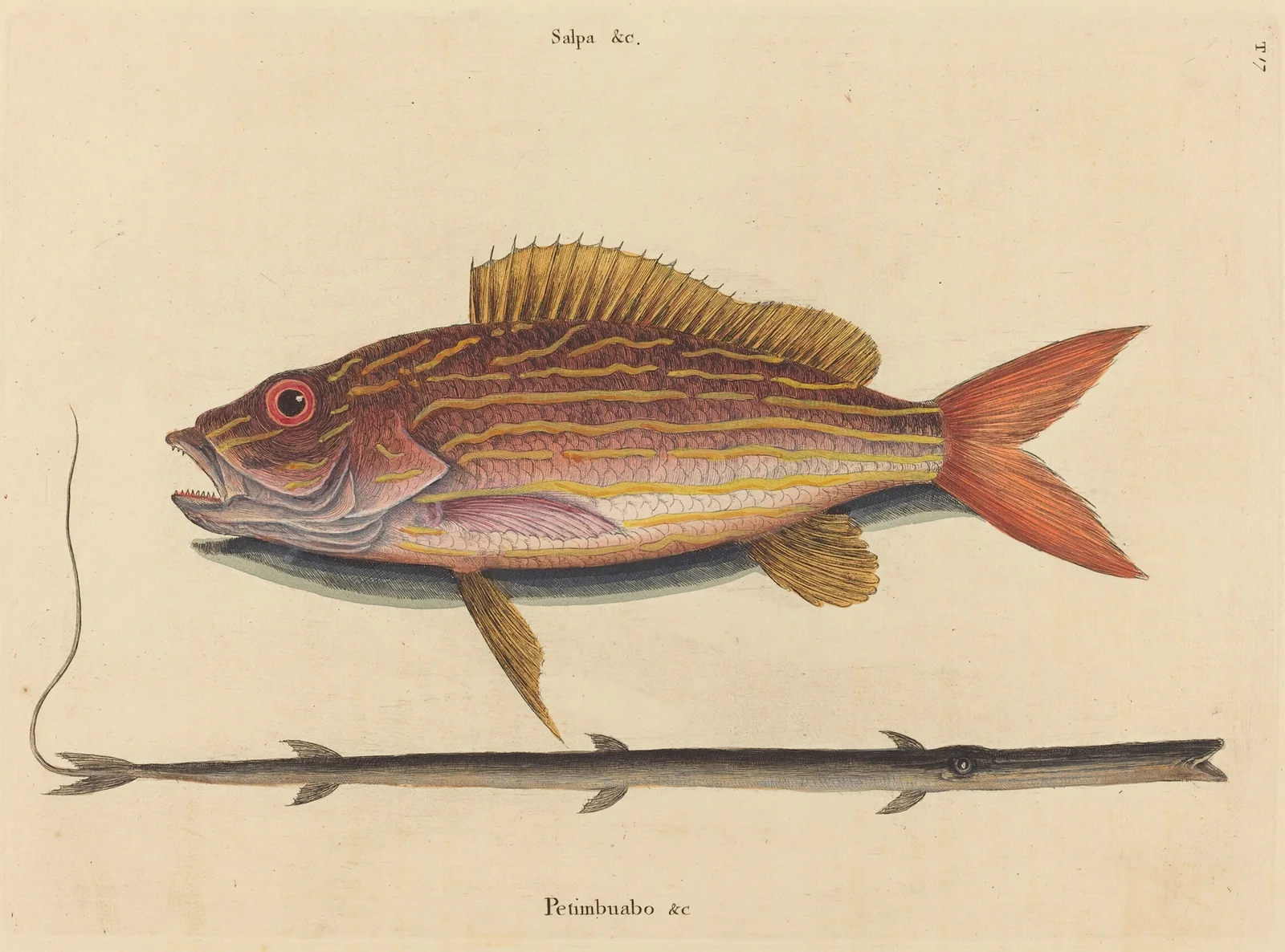 The Lane-snapper (Sparus synagris) av Mark Catesby