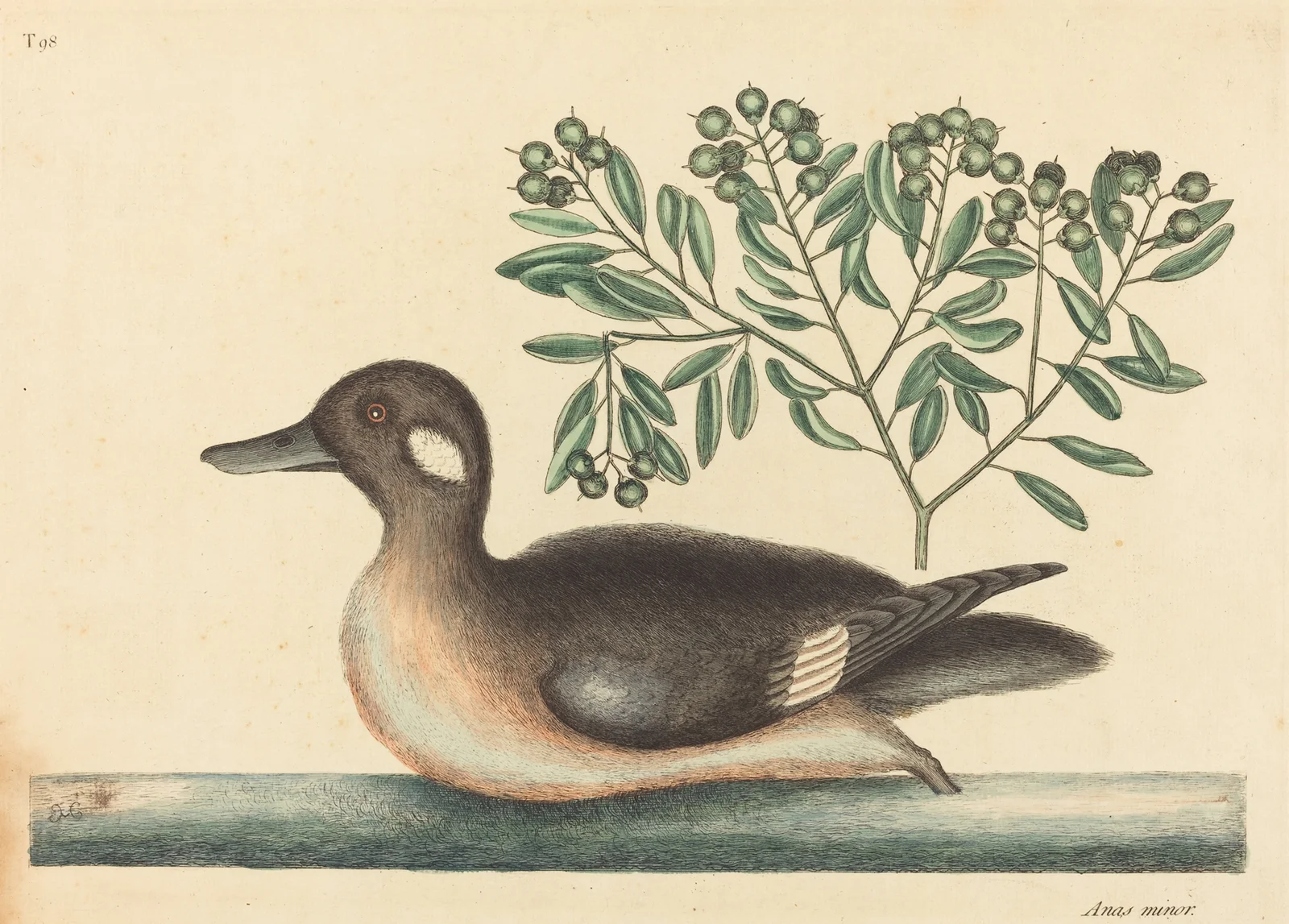 The Little Brown Duck (Anas rustica) av Mark Catesby