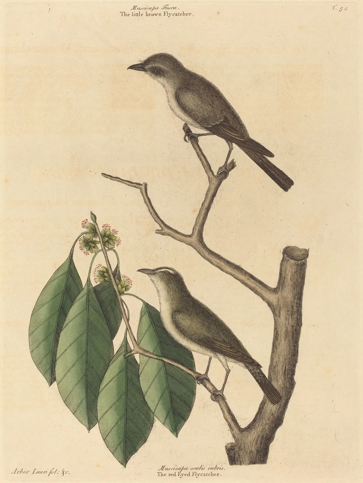 The Little Brown Flycatcher av Mark Catesby