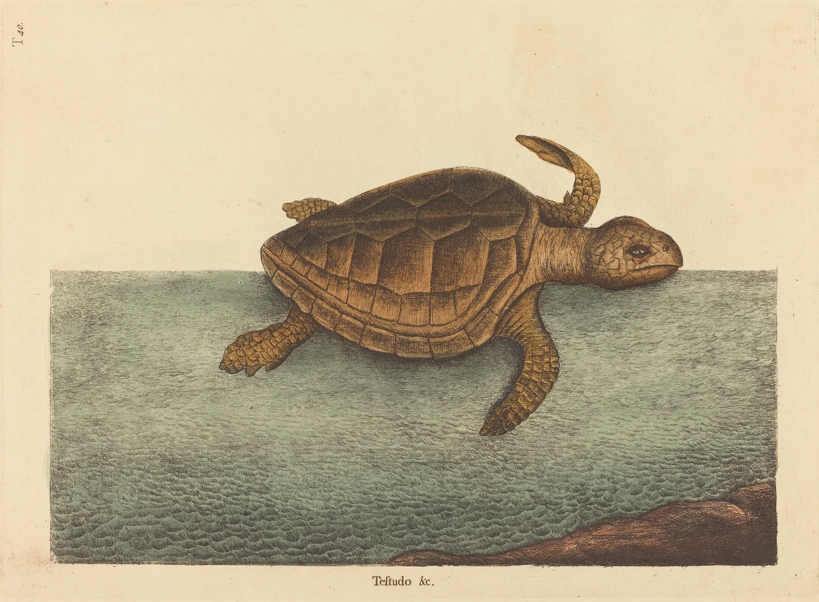 The Logger-head Turtle (Testudo Cavanna) av Mark Catesby