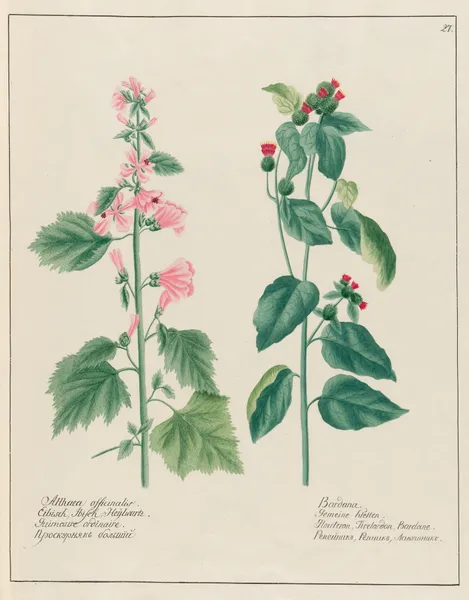 Althaea officinalis … [and] Bardana av Petr Martynovich Gofman