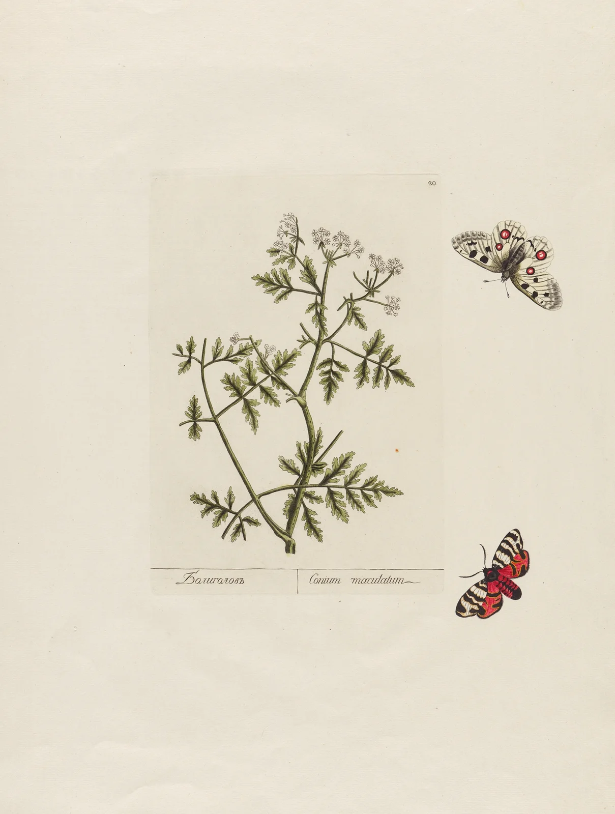 Conium maculatum av Petr Martynovich Gofman