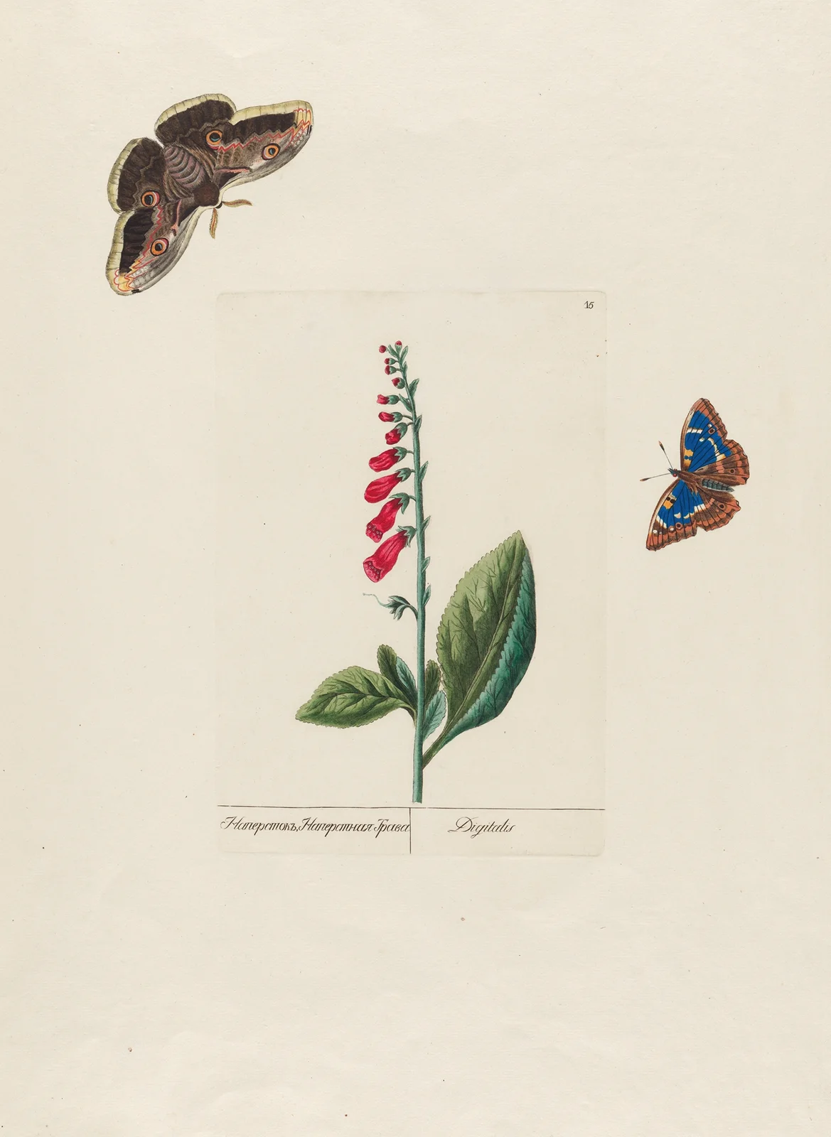 Digitalis av Petr Martynovich Gofman