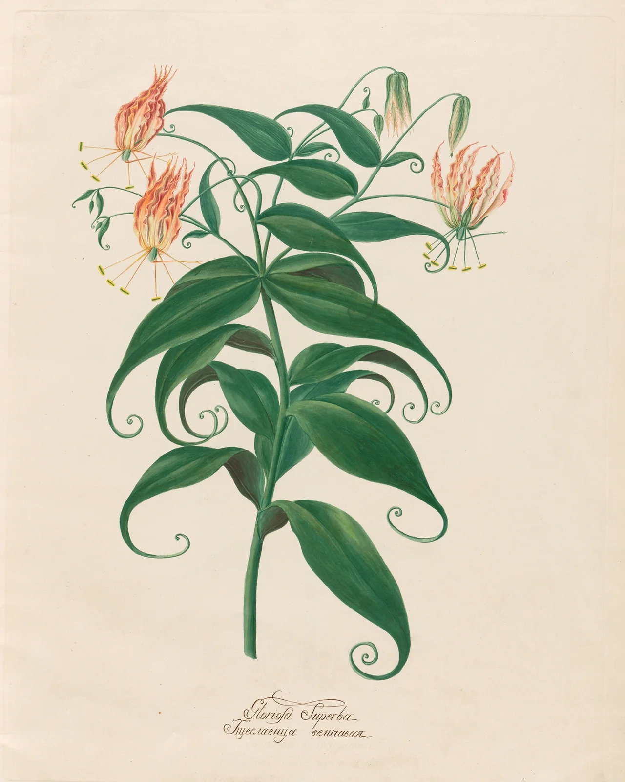Gloriosa Superba av Petr Martynovich Gofman