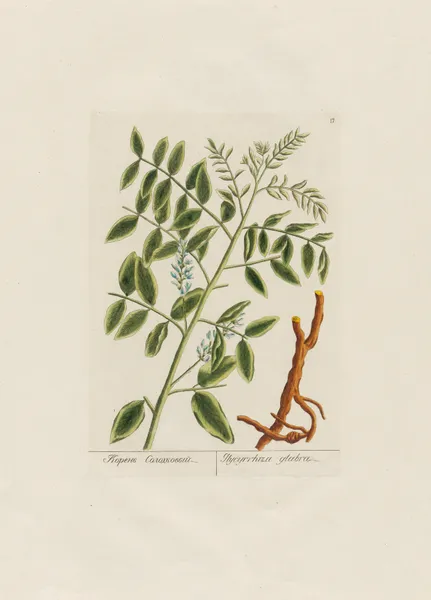 Glycyrrhiza glabra av Petr Martynovich Gofman
