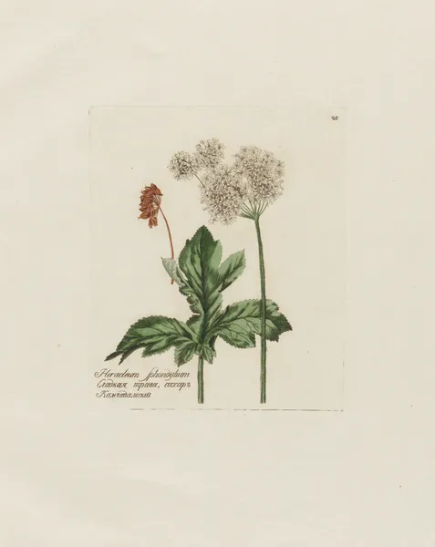 Heracleum Sphondylium av Petr Martynovich Gofman