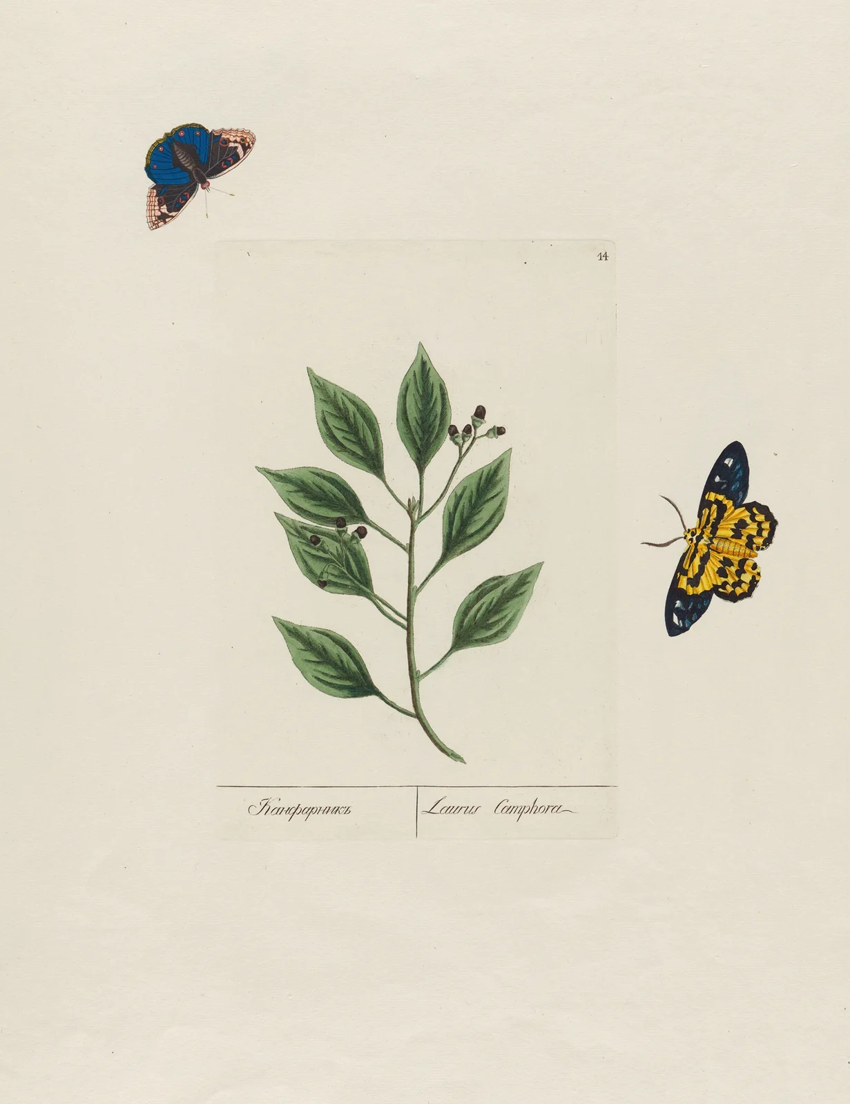 Laurus Camphor av Petr Martynovich Gofman