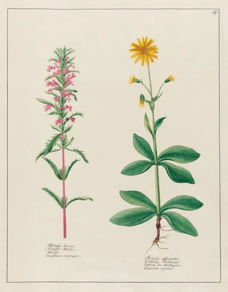 Melissa Turcica … [and] Arnica officinalis av Petr Martynovich Gofman