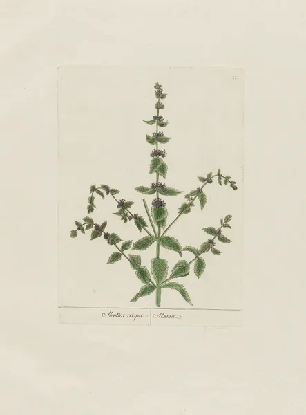 Mentha crispa av Petr Martynovich Gofman