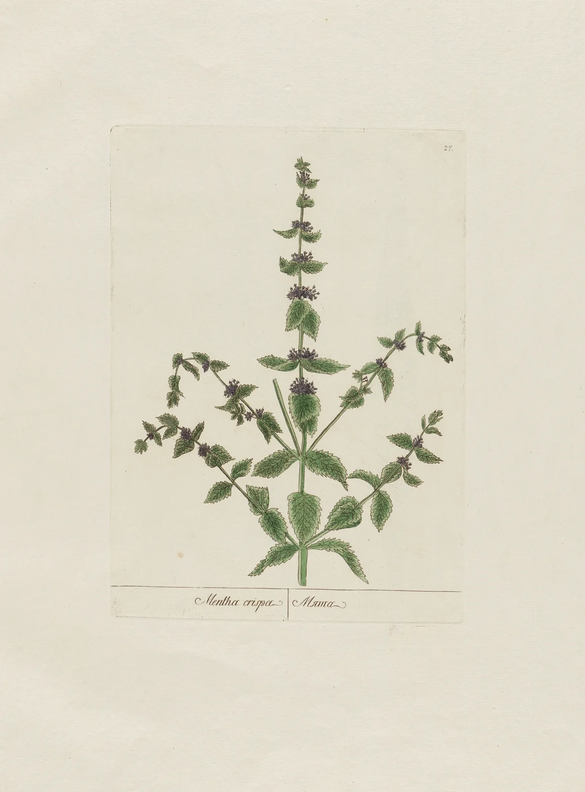 Mentha crispa av Petr Martynovich Gofman