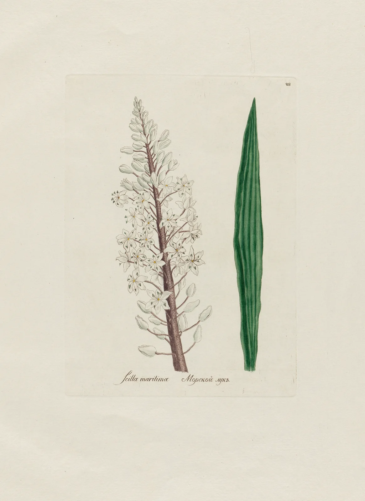 Scilla maritima av Petr Martynovich Gofman