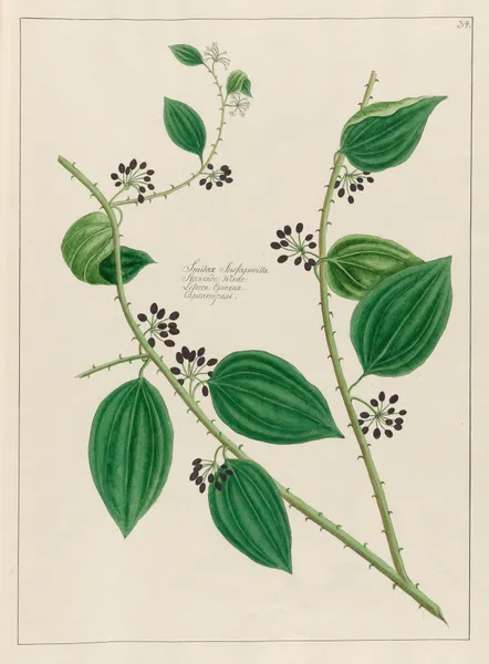 Smilax Sassaparilla av Petr Martynovich Gofman