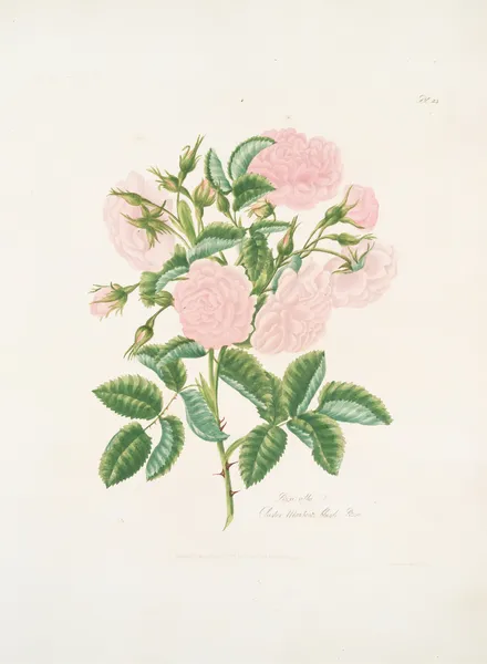 Rosa alba av Mary Lawrance