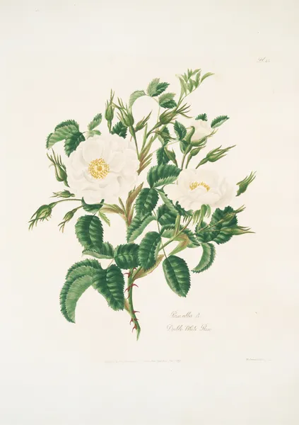 Rosa alba3 av Mary Lawrance