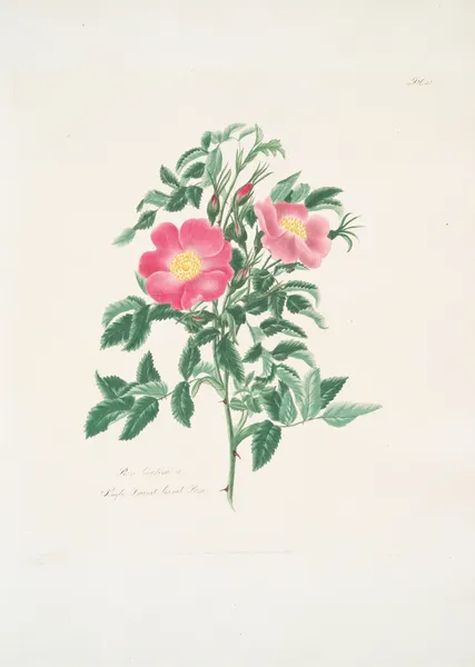 Rosa carolina2 av Mary Lawrance