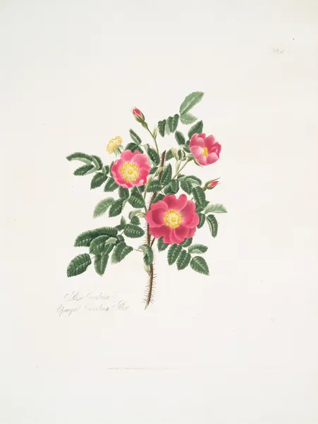 Rosa carolina3 av Mary Lawrance