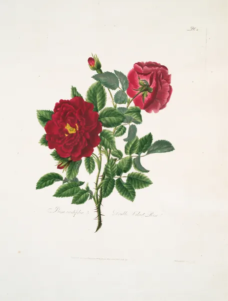 Rosa centifolia av Mary Lawrance