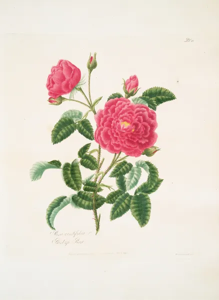 Rosa centifolia2 av Mary Lawrance