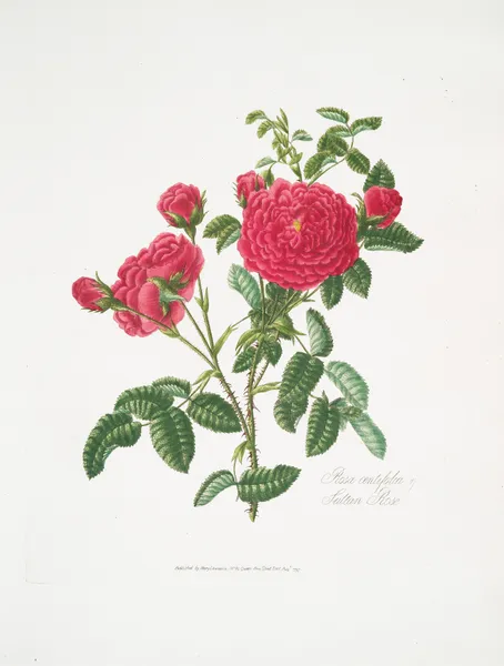 Rosa centifolia3 av Mary Lawrance