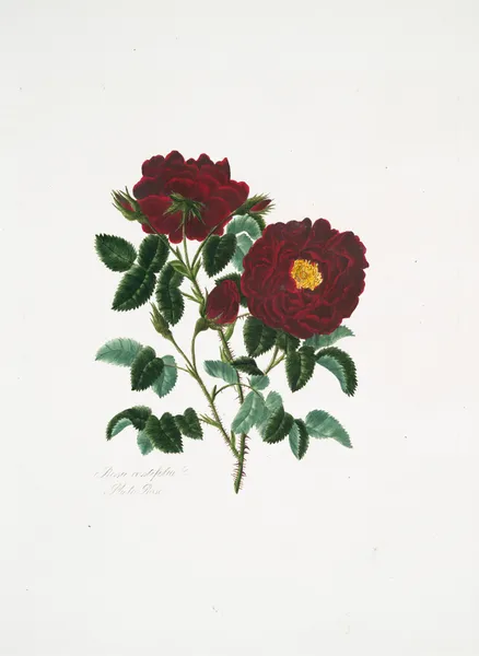 Rosa centifolia4 av Mary Lawrance