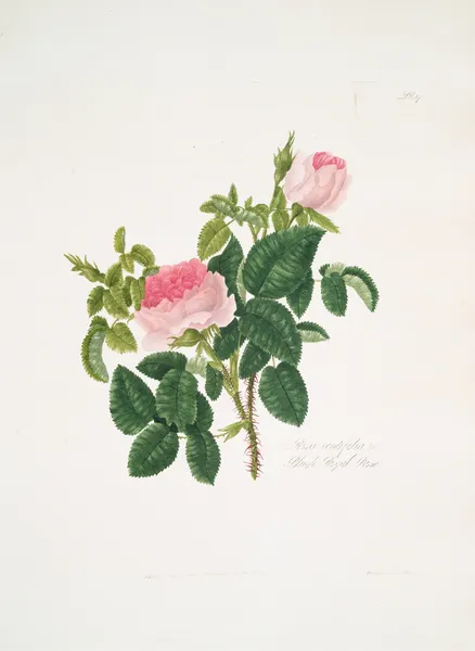 Rosa centifolia7 av Mary Lawrance