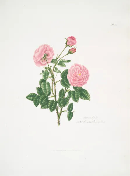 Rosa centifolia8 av Mary Lawrance