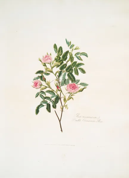 Rosa cinnamomea av Mary Lawrance